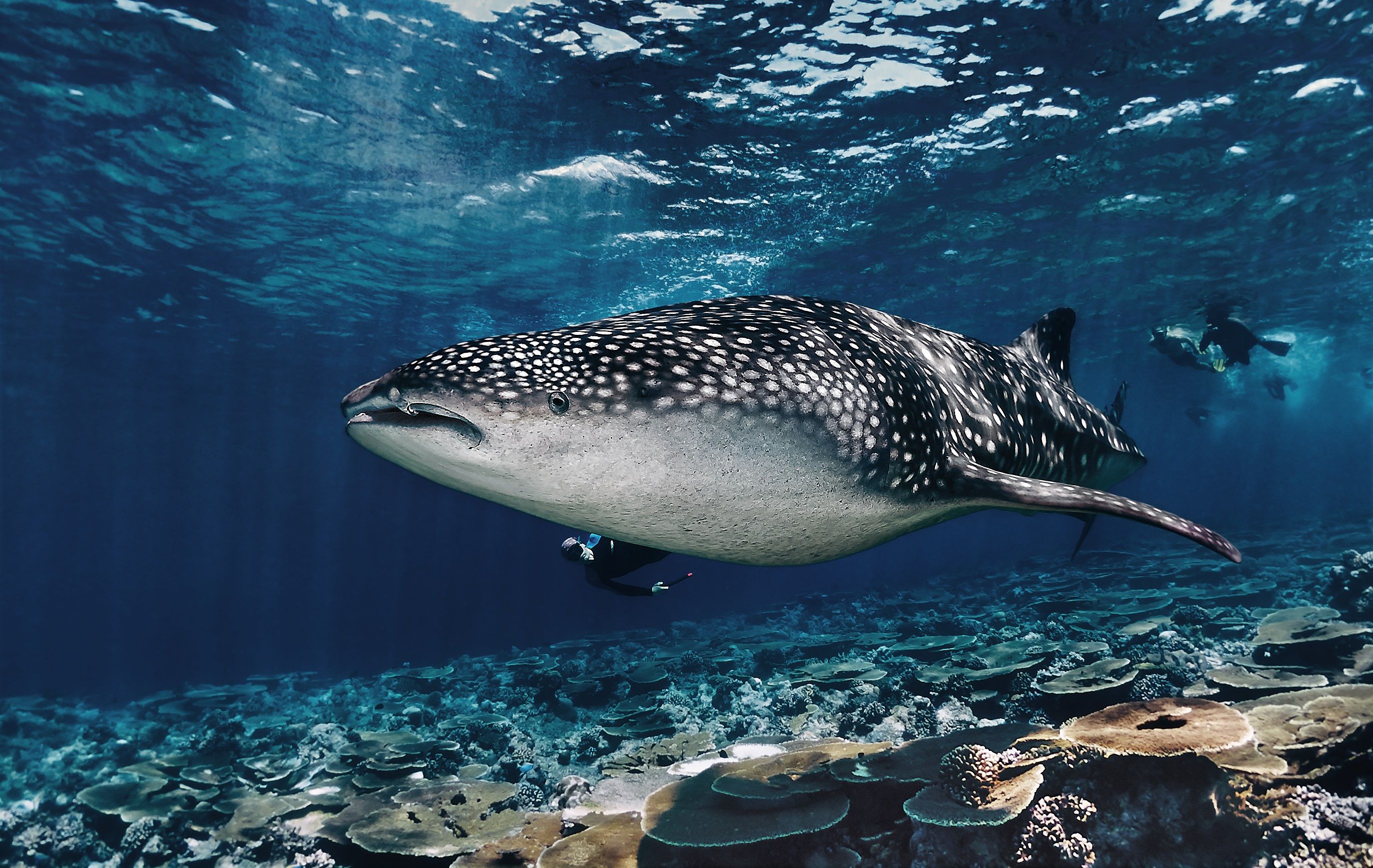 Whale shark